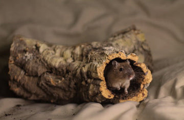 How to Create the Ultimate Reptile Hideout with Natural Materials - Corkbark UK