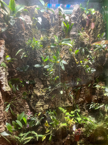 Terrarium Décor Essentials for a Naturalistic Animal Enclosure