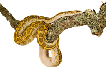 Cork Bark from Portugal: A Sustainable and Natural Terrarium Product - Corkbark UK