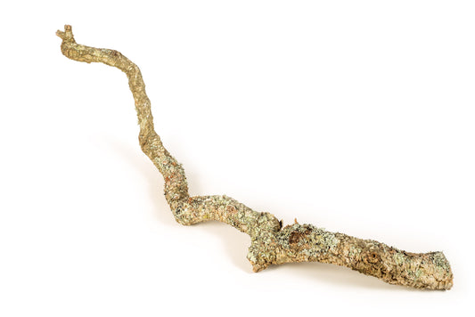 Cork Bark Branch 90cm In Length - Corkbark UK