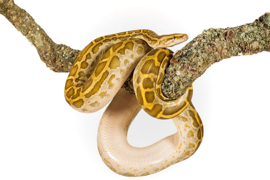 Cork Bark Branch 100cm - 120cm In Length - Corkbark UK