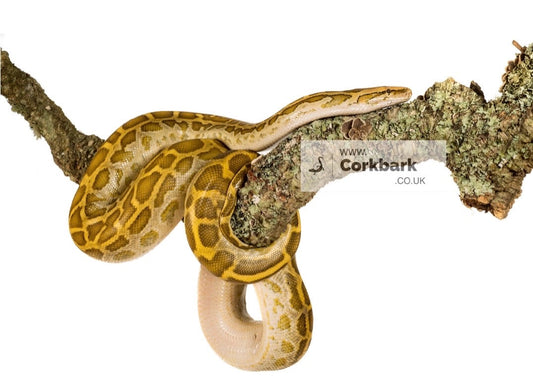 5KG Of Cork Bark Branches 30cm In Length - Corkbark UK