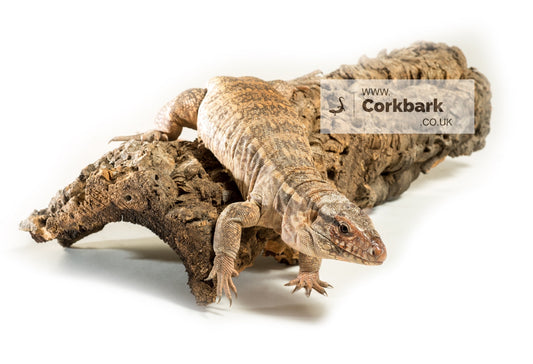 Cork Bark Flat Piece 100cm - 120cm length - Corkbark UK