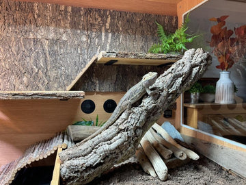 Bearded dragon on natural cork bark in a terrarium with plants, Corkbark UK enclosure
