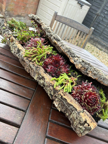 Natural cork bark planter filled with colorful succulents on an outdoor wooden table, Corkbark UK