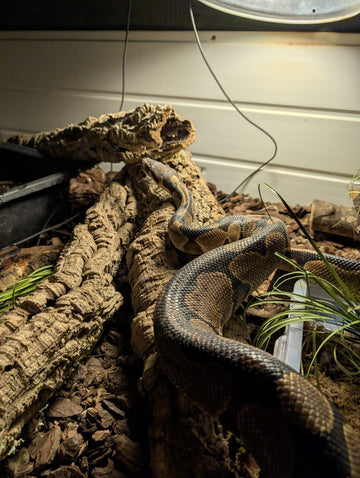 Ball python on natural cork bark in terrarium, under lamp, Corkbark UK, reptile habitat decor