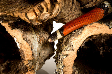 Red and black snake crawling through natural cork bark tunnel, perfect for reptile habitats