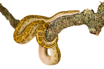 Yellow python on natural cork bark branch, ideal for reptile enclosures, Corkbark UK
