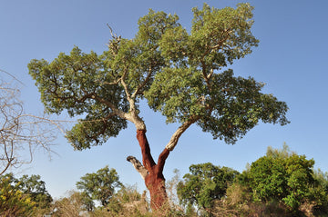 Cork oak tree with natural cork bark in a sunlit landscape, ideal for sustainable UK cork supply