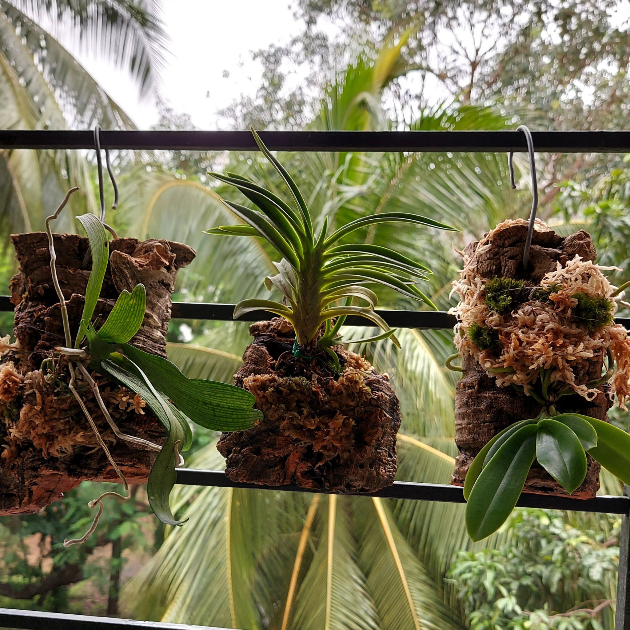 How to Mount Orchids to Cork Bark