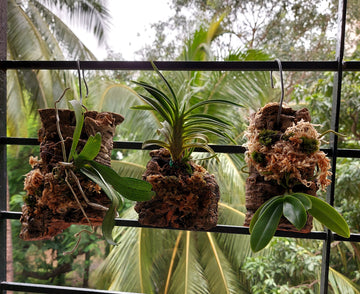 How to Mount Orchids to Cork Bark