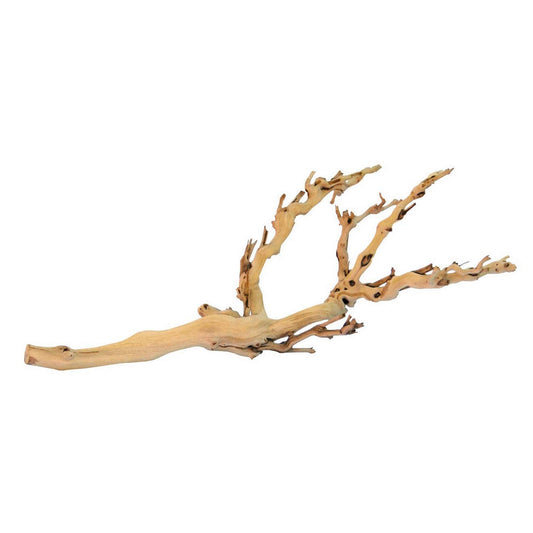Forest Branch
