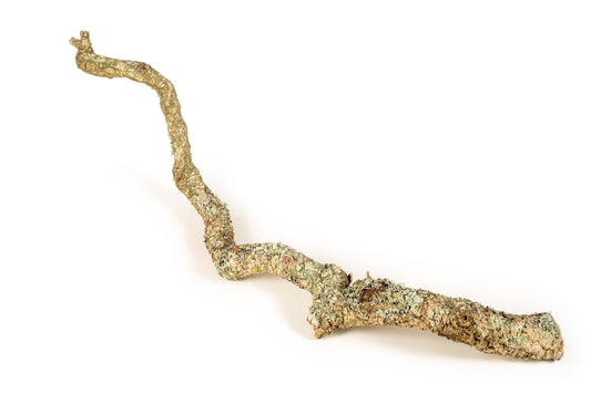 Cork Bark Branch 100cm - 120cm In Length - Corkbark UK