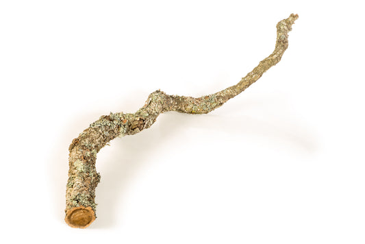 Cork Bark Branch 90cm In Length - Corkbark UK