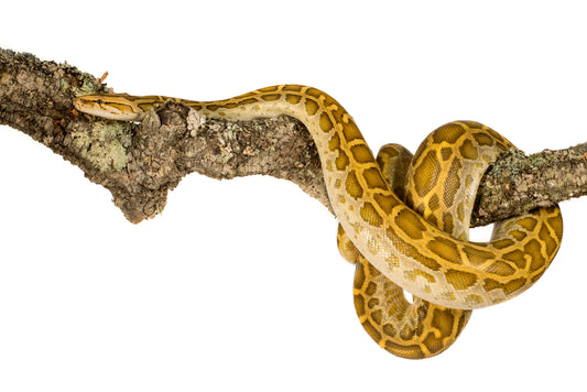 Cork Bark Branch 90cm In Length - Corkbark UK