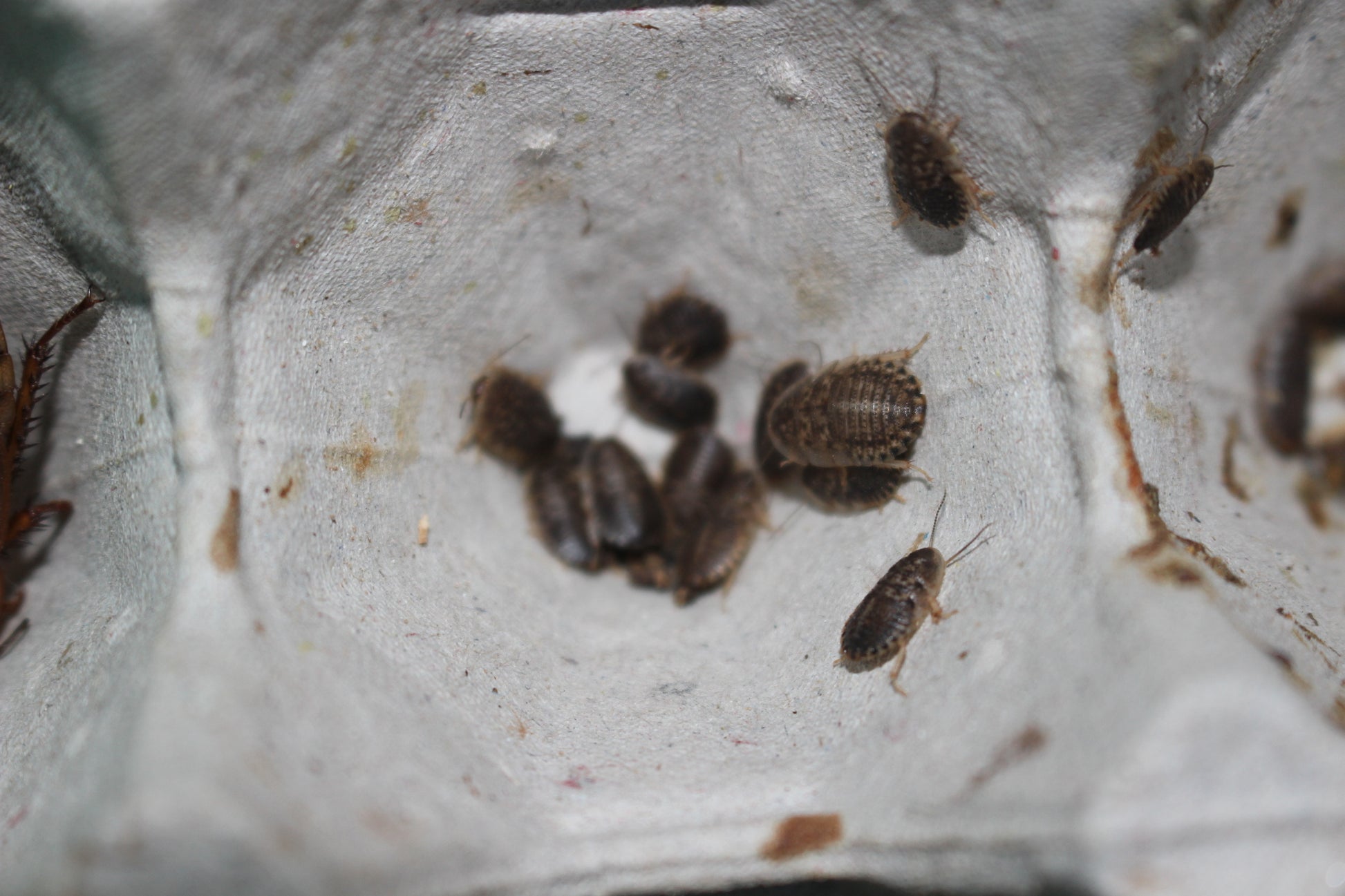 Dubia Roach Colony 500+ Roaches. 100 Adults. 100 Sub Adults. 300 Nymph